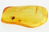 Detailed Fossil True Midge with Ant and Springtail In Baltic Amber #310968-1